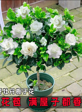 栀子花盆栽花卉植物室内带花苞阳台水培绿植浓香型大树苗四季好养