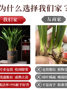 兰花盆栽墨兰企黑紫砂盆兰花室内四季好养植物客厅办公室名贵盆景