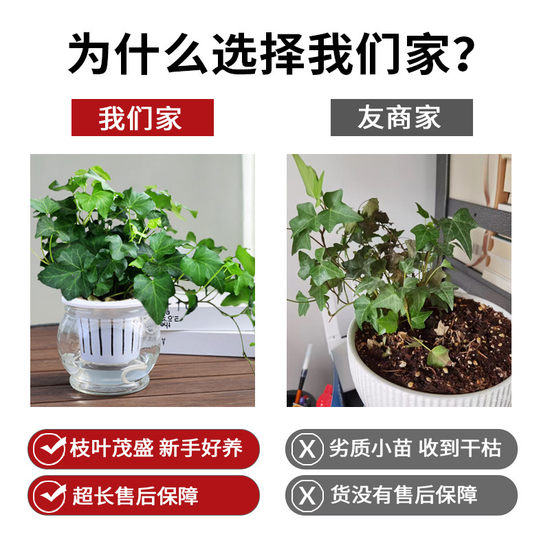 常春藤绿萝水培植物花卉盆栽发财树吊兰芦荟盆栽室内净化空气植物,淘宝优惠券,粉丝福利购,淘宝优惠卷