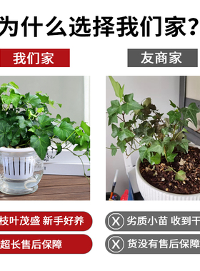 常春藤绿萝水培植物花卉盆栽发财树吊兰芦荟盆栽室内净化空气植物