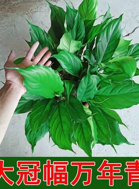 万年青盆栽室内四季常青新家净化空气易活耐寒耐热好养绿萝绿植物