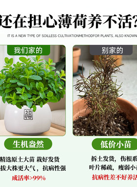可食用大盆薄荷盆栽A级大苗室内驱蚊绿植迷迭香猫薄荷叶香草植物