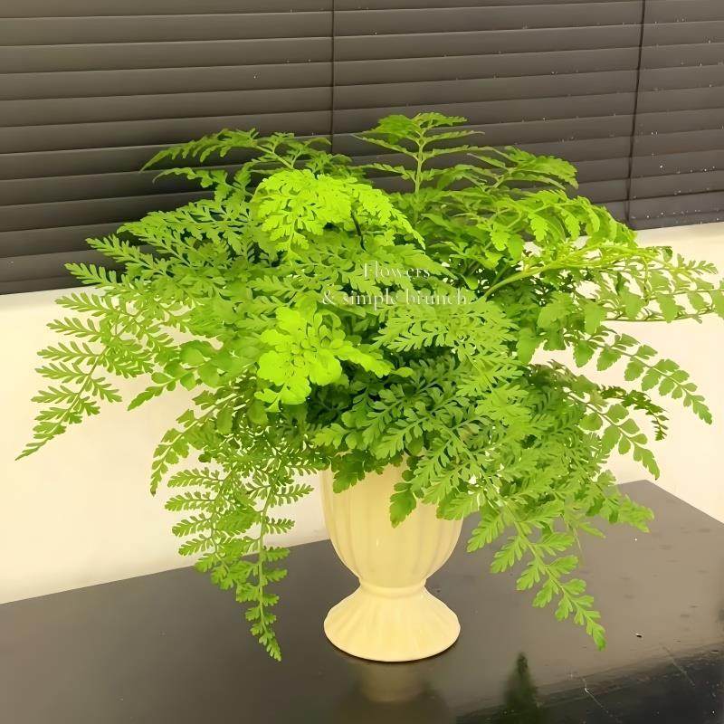 吉姆蕨盆栽网红蕨类植物办公室绿植室内欧洲蕨平安蕨宝石蕨铁线蕨,淘宝优惠券,粉丝福利购,淘宝优惠卷