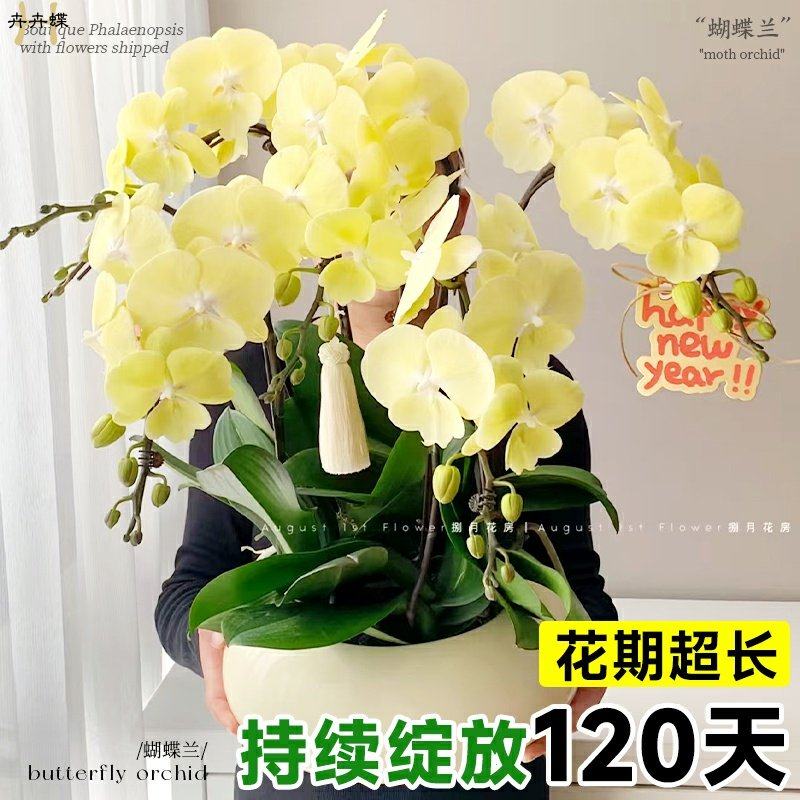 蝴蝶兰小茴紫带花剑进口品种多年生盆栽带花苞兰花苗吸色好养绿植,淘宝优惠券,粉丝福利购,淘宝优惠卷