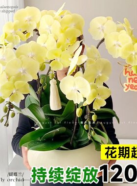 蝴蝶兰小茴紫带花剑进口品种多年生盆栽带花苞兰花苗吸色好养绿植