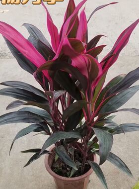 庭院红叶植物可水养阳台朱蕉室内盆栽好养绿植落地老桩四季红客厅