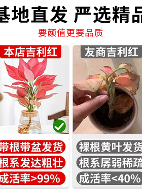 如意皇后盆栽吉利红室内桌面吸甲醛水培小绿植适合懒人养的植物