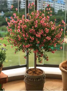 小木槿棒棒糖花苗带花苞盆栽四季开花室内外阳台植物好养易活花卉