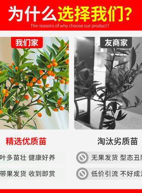 金豆盆景老桩小盆栽树苗带果冬季耐寒植物绿植花卉招财旺财年宵花
