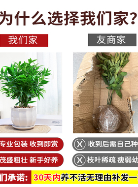 竹柏盆栽植物室内四季常青净化空气绿植四季好养耐荫耐寒平安竹