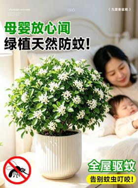 九里香盆栽驱蚊驱虫植物室内外绿植带花苞茉莉花正宗树苗阳台盆景