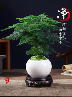 文竹盆栽老桩盆景客厅室内绿植物富贵竹好养云竹四季常青造景花草