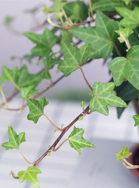 常春藤盆栽藤蔓室内垂吊兰长春藤吸甲醛爬常青藤观叶绿植植物阳台