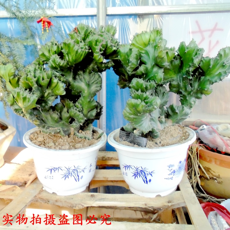 玉麒麟盆栽 麒麟掌 植物 四季常青绿植 仙人掌观赏盆景包邮 - 图3