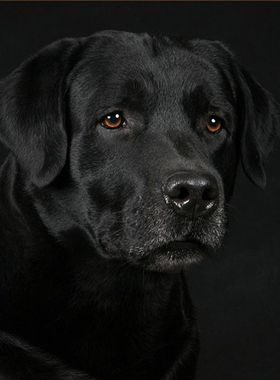 真黑狗牙婴儿项链手链狼牙