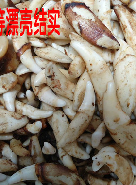 通哥真狗牙牙齿吊坠项链