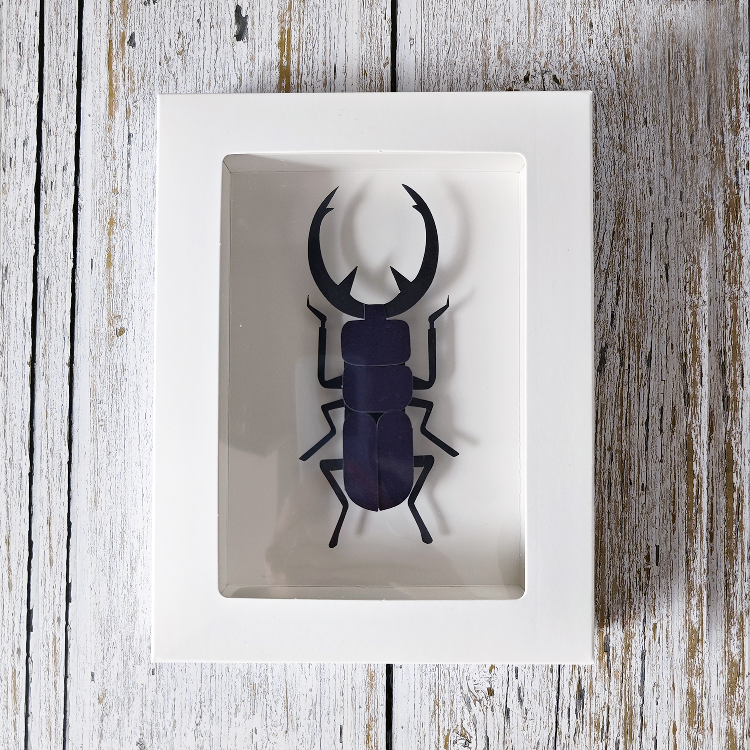 昆虫标本自然生物课学生儿童手工diy制作材料包益智蜘蛛立体艺术 - 图0