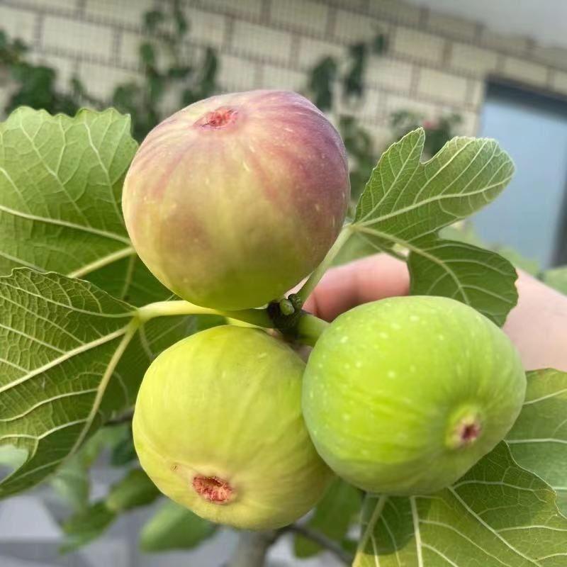 砂糖奶油无花果树苗阳台盆栽庭院地栽南北方耐寒种植当年结果树苗 - 图2