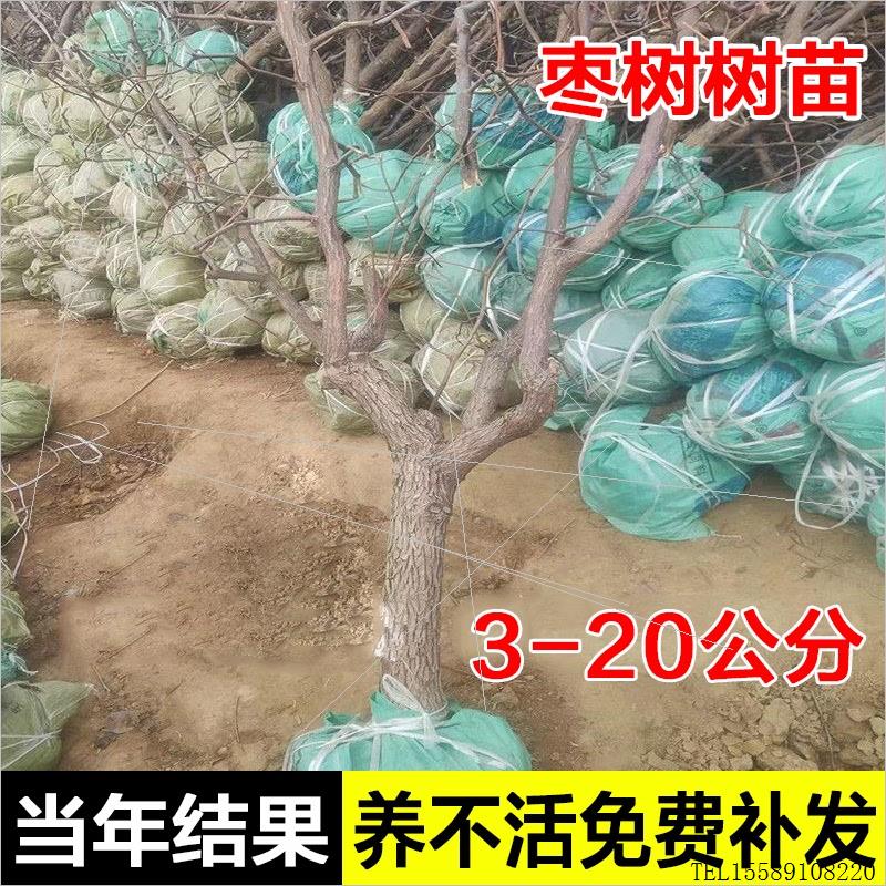 特大枣树活苗大枣超甜冬枣葫芦枣树南方北方四季种植庭院果树大树-图2