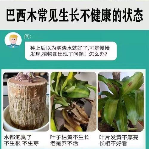 【巴西木爆芽开花】促生根专用营养液幸运木有机肥促芽护根专用肥 - 图2