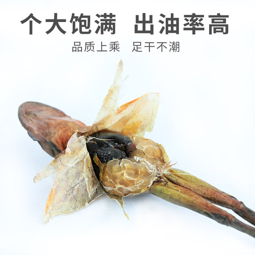 东北雪蛤干林蛙足干正品礼盒装13克*20只蛤蟆干滋补肚大油满包邮 - 图0