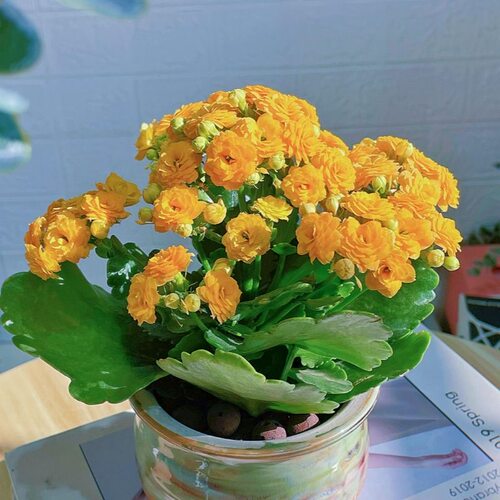 【两盆长寿花】花后苗 四季开花 不售后 - 图2