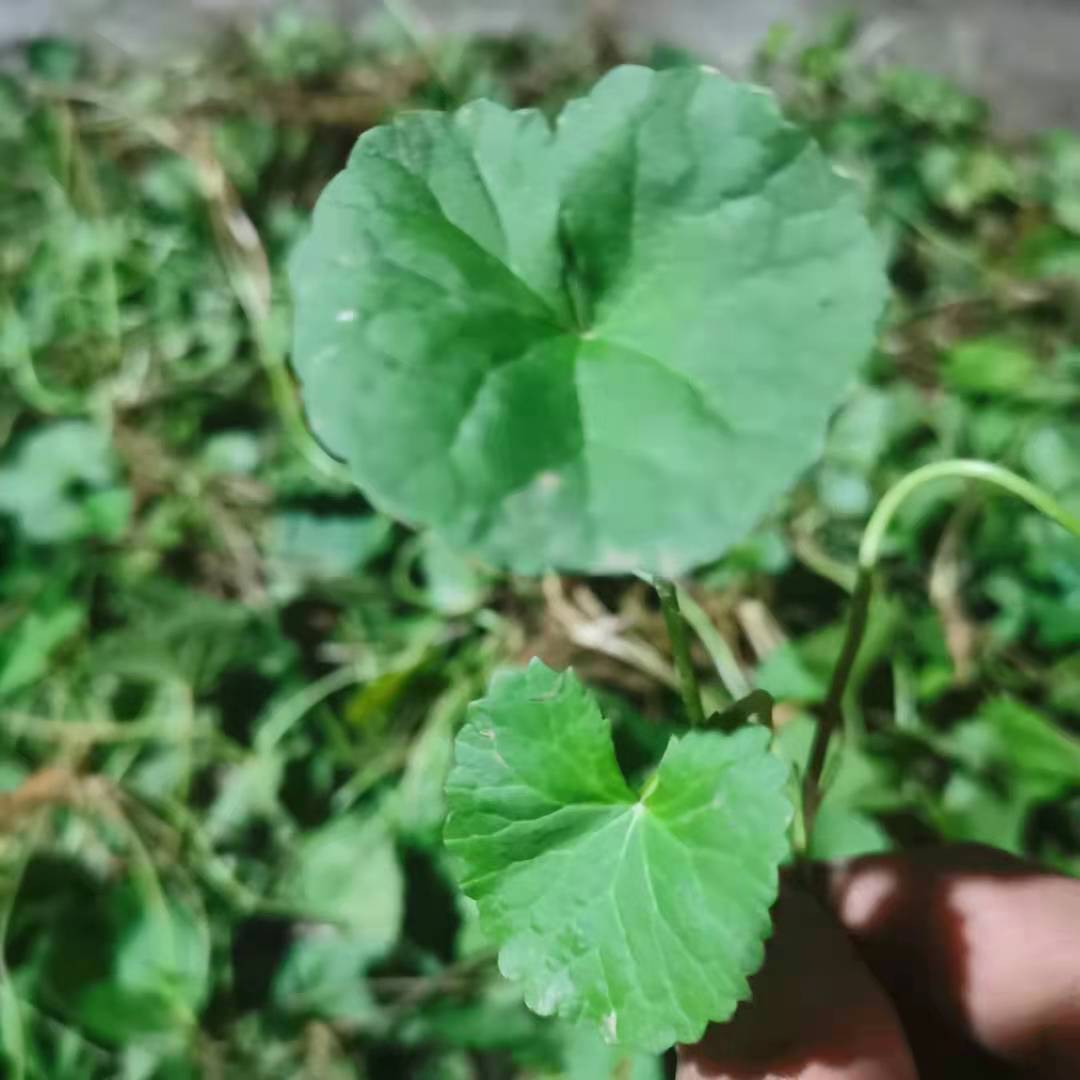 雷公根农家自挖新鲜积雪草纯露原材庭院崩大碗马蹄草灯盏菜胡薄荷 - 图3