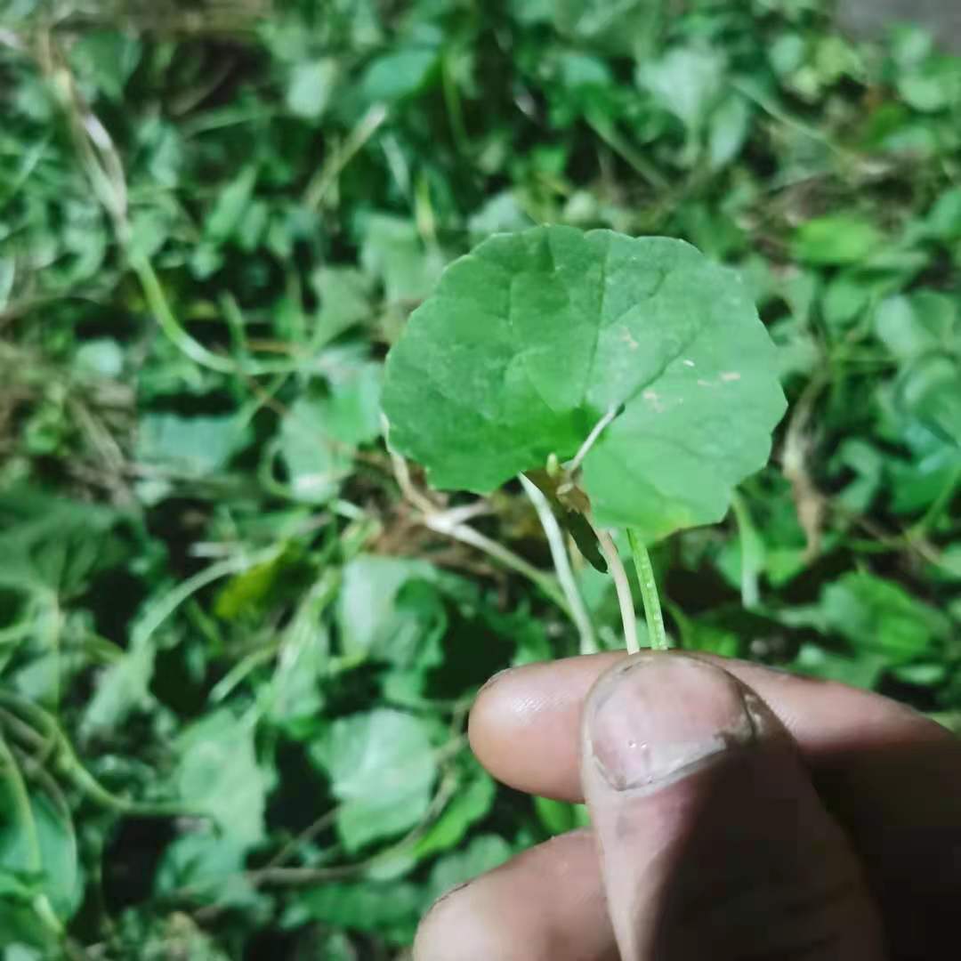 雷公根农家自挖新鲜积雪草纯露原材庭院崩大碗马蹄草灯盏菜胡薄荷 - 图1