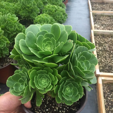 多肉法师水墨画拉丝锦万圣节嘉年华黑法植物欧紫缀化室内桌面花卉 - 图2