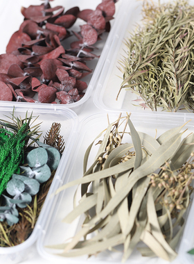 植物叶材合集diy干花尤加利叶