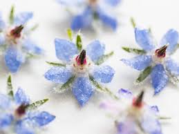 Edible Flower Borage 食用花材 琉璃苣花 蓝色星星花 20朵 摆盘 - 图1