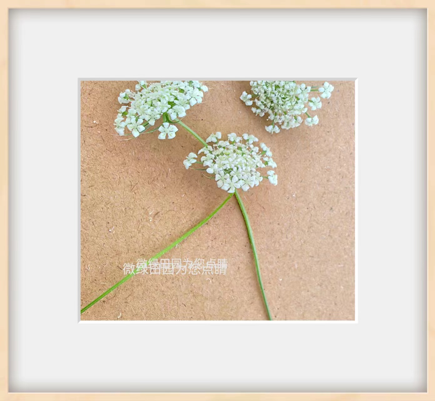 Microgreens新鲜特色装饰花材 纯白色 蕾丝 雪珠花30朵/盒 - 图0