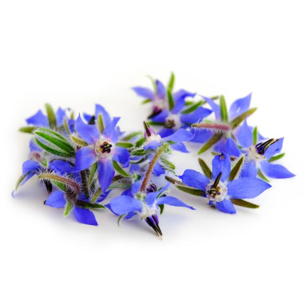 Edible Flower Borage 食用花材 琉璃苣花 蓝色星星花 20朵 摆盘 - 图3