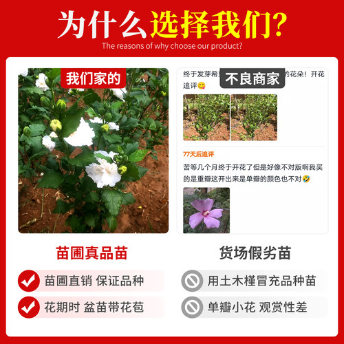 可食用木槿花树苗白色重瓣当年夏天季开花耐寒耐热耐晒室外植物 - 图3