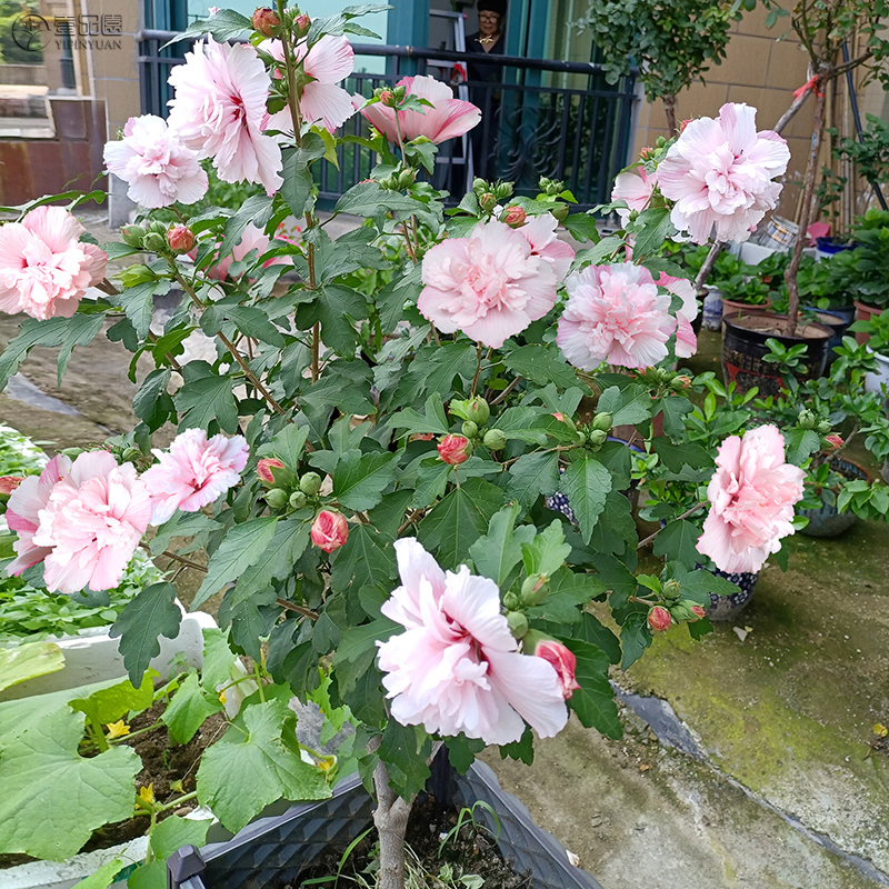 木槿花盆栽重瓣大花阳台庭院花树当年开花花苗食用木槿树苗 - 图1