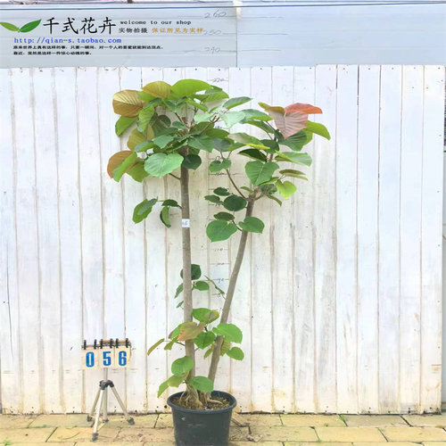 顺丰送货上门一物一拍大型爱心榕心叶榕室内阳台客厅观叶植物易养 - 图3