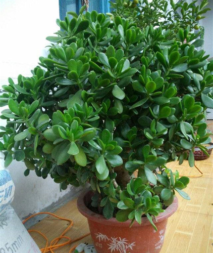 玉树盆栽老桩 大颗好养 室内四季常绿 多头群生多肉植物组合套餐 - 图2