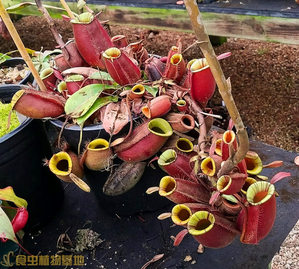 食虫植物红绿苹果猪笼草【食虫草包邮盆栽稀有品种进口种苗小苗】-图1