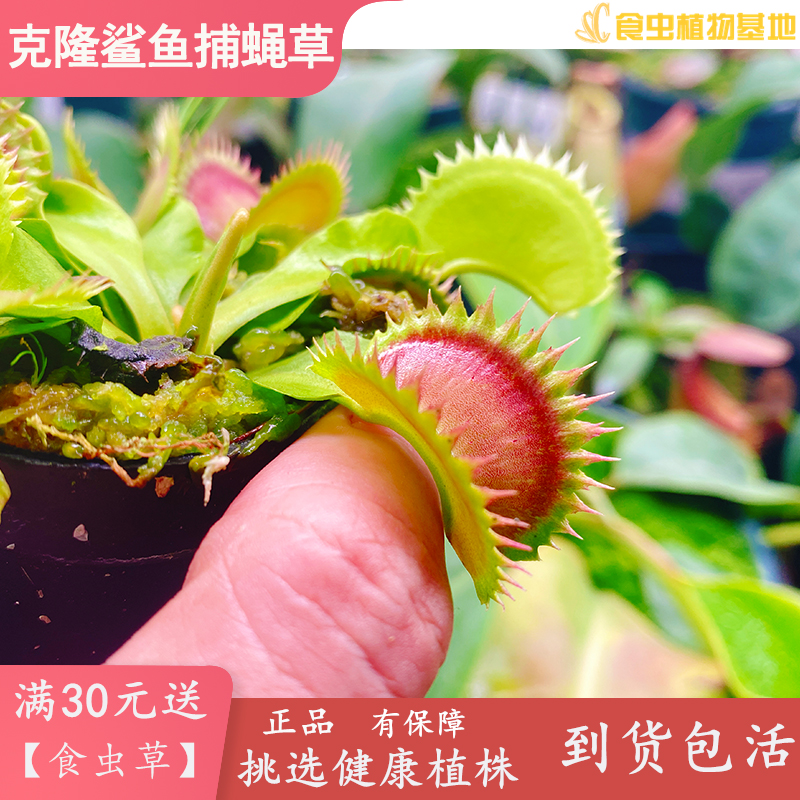 克隆鲨鱼捕蝇草2022新培育食虫植物食虫草驱蚊草高端稀有大型品种 - 图0