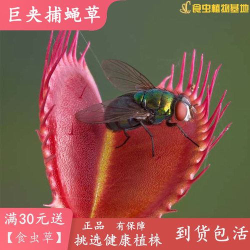 巨夹捕蝇草【食虫植物绿植包邮盆栽趣味咬住吃蚊虫猪笼草食人花】 - 图1