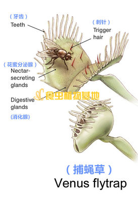 食虫植物 各类 捕蝇草 瓶子草 茅膏菜 猪笼草 盆栽食虫草食人花 虎窝淘