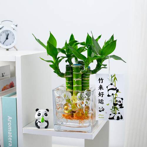 富贵竹水培植物水养文昌竹室内发财招财步步高升转运竹子花卉盆栽 - 图1