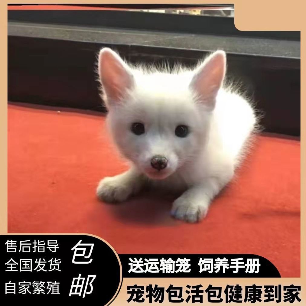 小狐狸雪狐熊猫狐白狐宠物幼崽纯种熊猫狐银蓝狐幼崽包活饲料包邮-图1