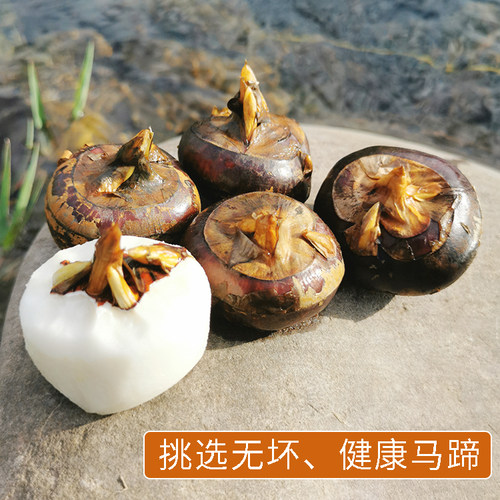 去皮马蹄 白马蹄荔浦马蹄新鲜荸荠削皮马蹄 火锅食材馅料量大价优 - 图0