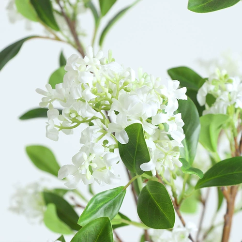 Моделирование Qianli Дерево ладана псевдома растения