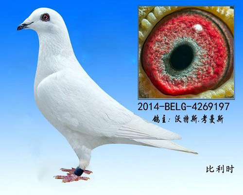 比利时 欧洲原环种鸽 信鸽原环种鸽 - 图2