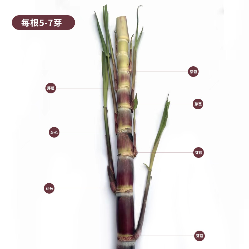 节长紫皮甘蔗种子芽多黄金甘蔗种苗黑皮甘蔗苗粗壮现货易成活包邮 - 图0