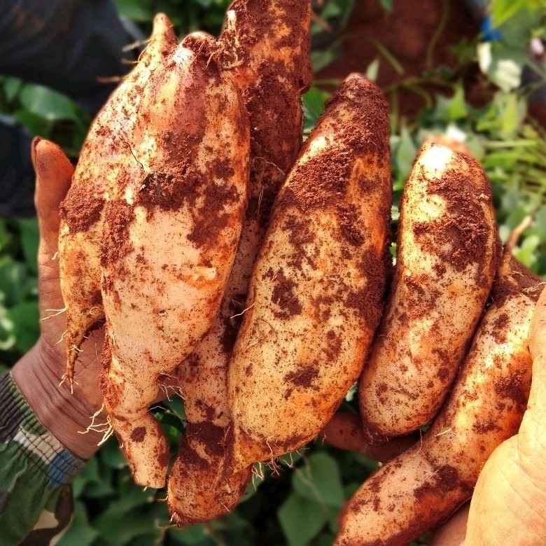 云南特产蜜薯新鲜甜软黄皮黄心红薯烤番薯建水直销农家自种农产品,淘宝优惠券,粉丝福利购,淘宝优惠卷