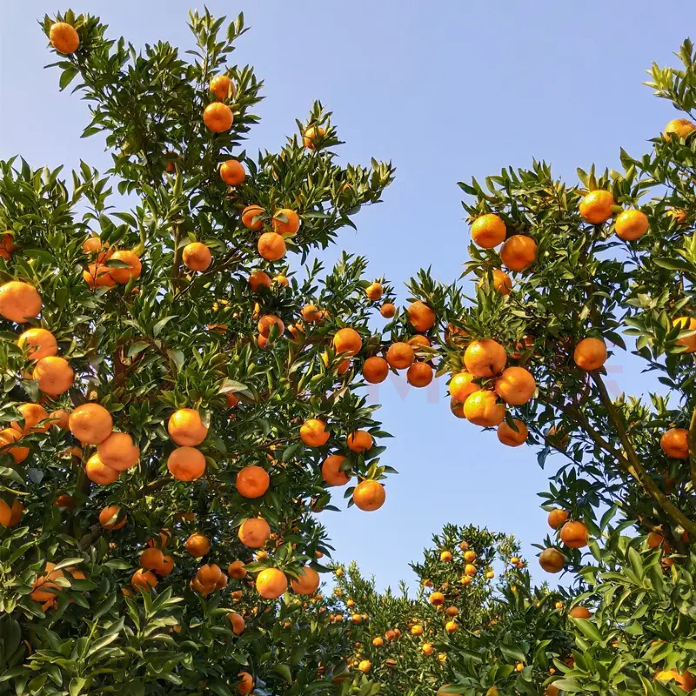 湖北宜昌长阳清江椪柑正宗岩松坪椪柑特级装新鲜孕妇水果11斤超特,淘宝优惠券,粉丝福利购,淘宝优惠卷