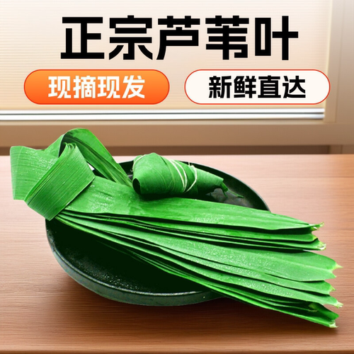 【精品100片】特大号 粽叶新鲜粽子叶芦苇叶端午包粽子专用粽子叶 - 图0